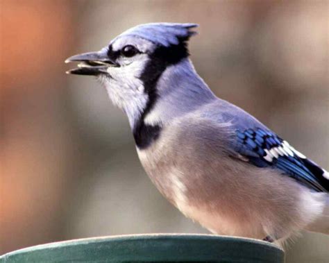 are blue jays aggressive to other birds
